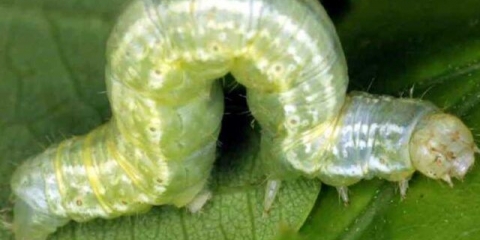 Jabučni mlin: mjere kontrole, fotografije, kada treba obraditi